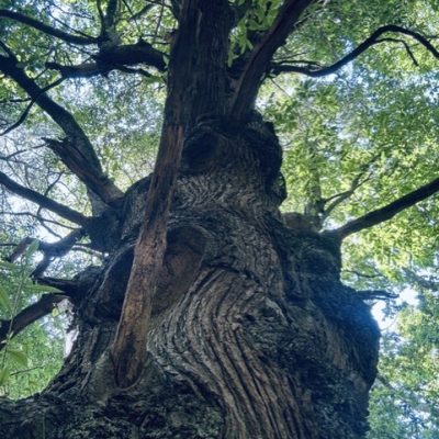 A Quiet Place to Reflect - 45 Minute Guided Relaxation