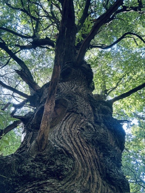 A Quiet Place to Reflect - 45 Minute Guided Relaxation